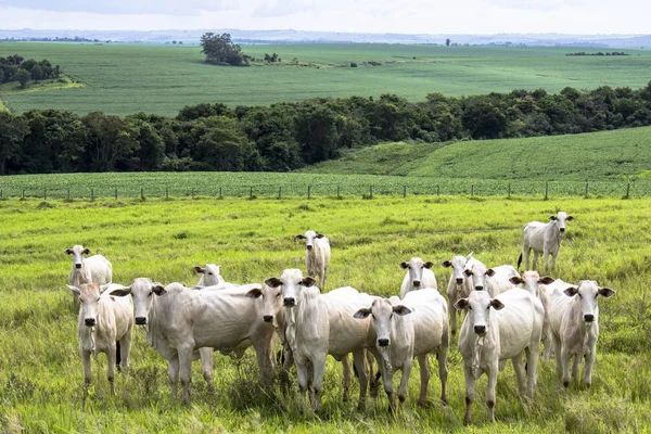 Bir mera otlatma Nelore sığır sürüsü