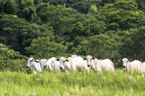 Rebanho de gado Nelore pastando em um pasto — Fotografia de Stock