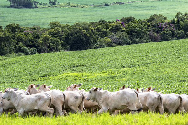 Herd of Nelore cattle grazing in a pasture