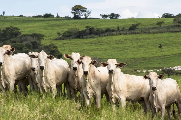 Mandria di bovini di Nelore al pascolo in un pascolo — Foto Stock