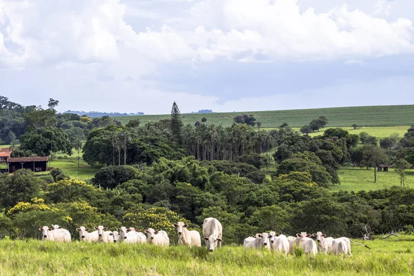 Rebanho de gado Nelore pastando em um pasto — Fotografia de Stock