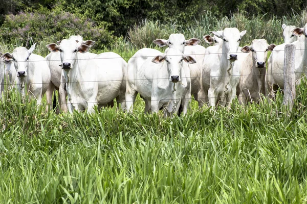 Το κοπάδι των Nelore βοοειδή βόσκουν σε ένα λιβάδι — Φωτογραφία Αρχείου
