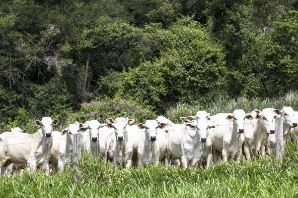 Rebanho de gado Nelore pastando em um pasto — Fotografia de Stock