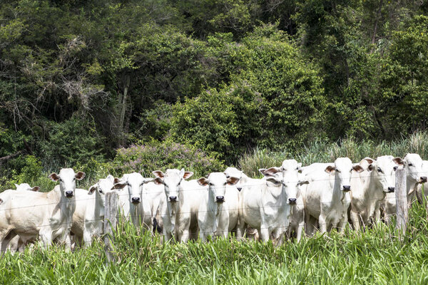 Herd of Nelore cattle grazing in a pasture