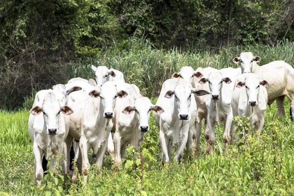 Rebanho de gado Nelore pastando em um pasto — Fotografia de Stock