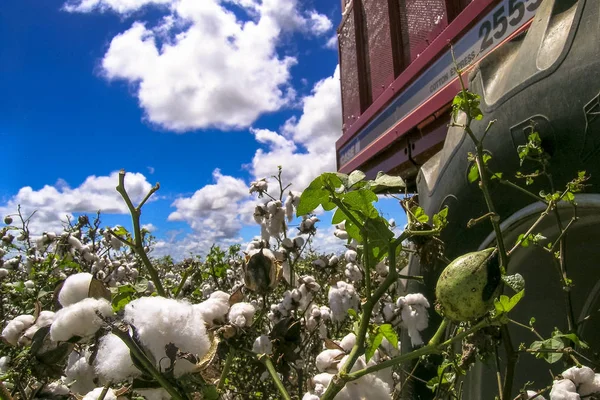 GOIAS, BRAZIL, April 14, 2004. A cotton field is being picked during the fall harvest — Stock Photo, Image