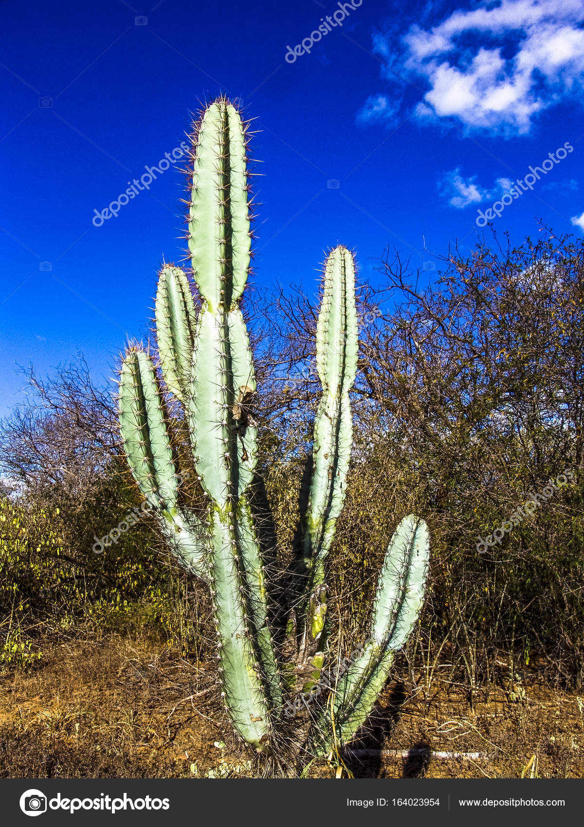 Cactos do Semiárido do Brasil