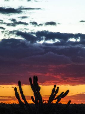Caatinga bitki örtüsü, kuzeydoğu Brezilya'da ortasında Mandacaru kaktüs