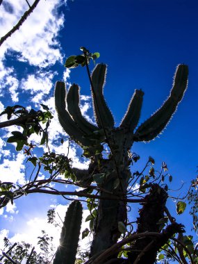 Caatinga bitki örtüsü, kuzeydoğu Brezilya'da ortasında Facheiro kaktüs