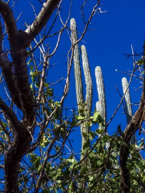 Caatinga bitki örtüsü, kuzeydoğu Brezilya'da ortasında Mandacaru kaktüs