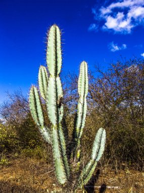 Mandacaru cactus in the middle of the caatinga vegetation, in northeastern Brazil clipart