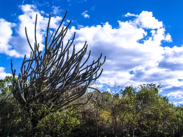 Facheiro Kaktus w środku Mrówczynek roślinności, w północno-wschodniej Brazylii — Zdjęcie stockowe