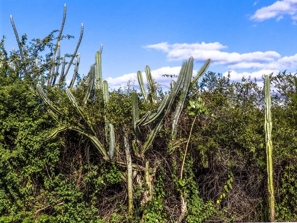 Mandacaru Kaktus w środku Mrówczynek roślinności, w północno-wschodniej Brazylii — Zdjęcie stockowe