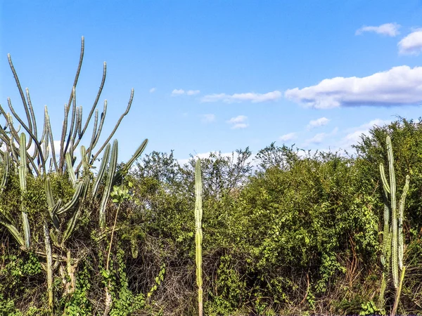 Caatinga bitki örtüsü, kuzeydoğu Brezilya'da ortasında Facheiro kaktüs — Stok fotoğraf