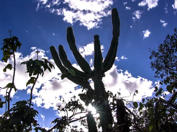 Facheiro cactus in het midden van de caatinga vegetatie, in het noordoosten van Brazilië — Stockfoto