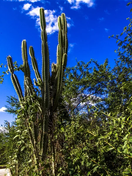 브라질 북동부에 있는 caatinga 식물의 한가운데에 Mandacaru 선인장 — 스톡 사진