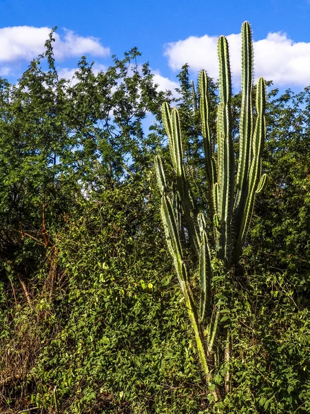 Mandacaru cactus in het midden van de caatinga vegetatie, in het noordoosten van Brazilië — Stockfoto