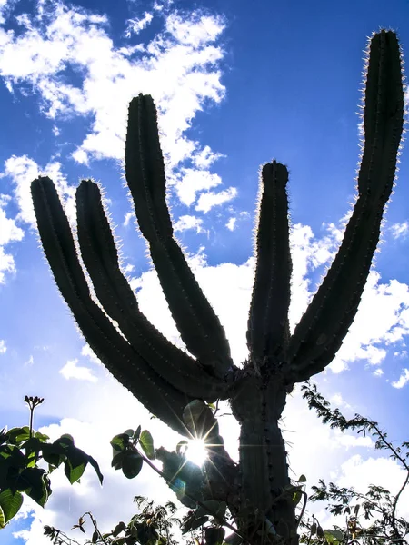 Mandacaru cactus in het midden van de caatinga vegetatie, in het noordoosten van Brazilië — Stockfoto
