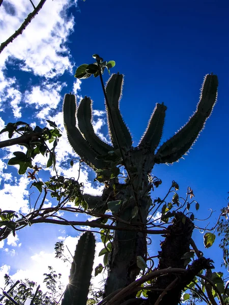 Caatinga bitki örtüsü, kuzeydoğu Brezilya'da ortasında Facheiro kaktüs