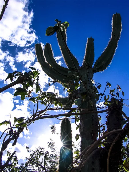 Caatinga bitki örtüsü, kuzeydoğu Brezilya'da ortasında Mandacaru kaktüs