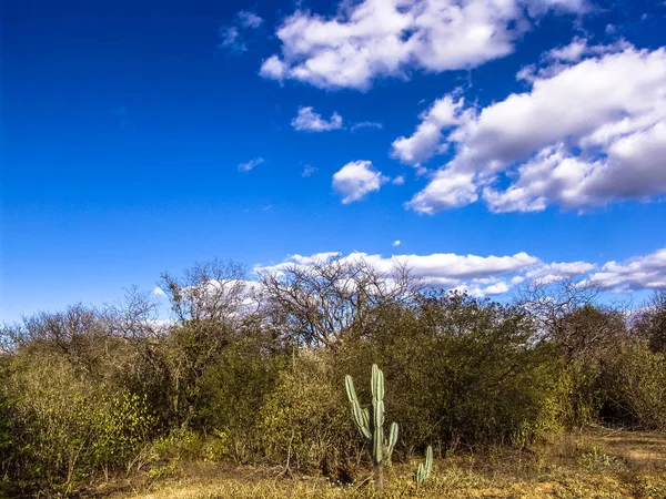 Caatinga bitki örtüsü, kuzeydoğu Brezilya'da ortasında Mandacaru kaktüs