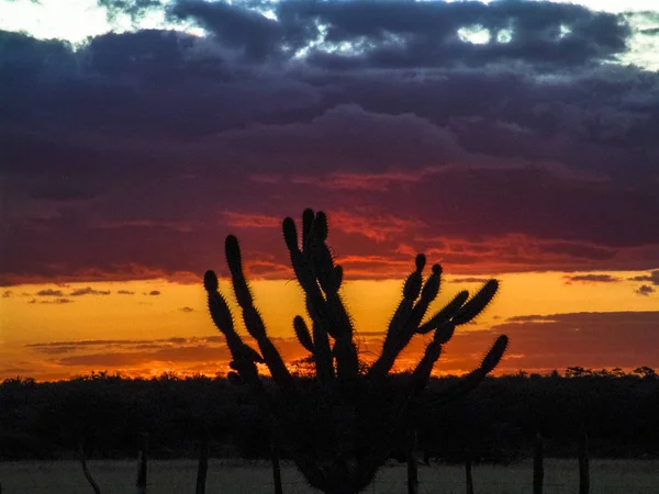 Mandacaru cactus uprostřed caatinga vegetace, v severovýchodní Brazílii — Stock fotografie