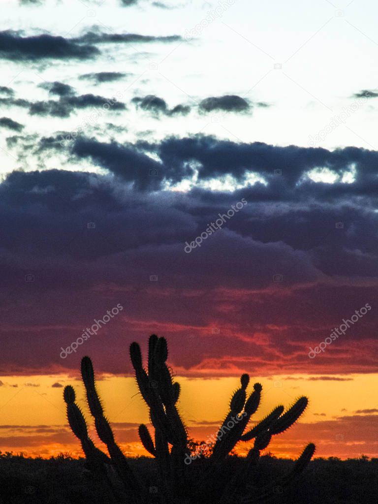 Mandacaru cactus in the middle of the caatinga vegetation, in northeastern Brazil