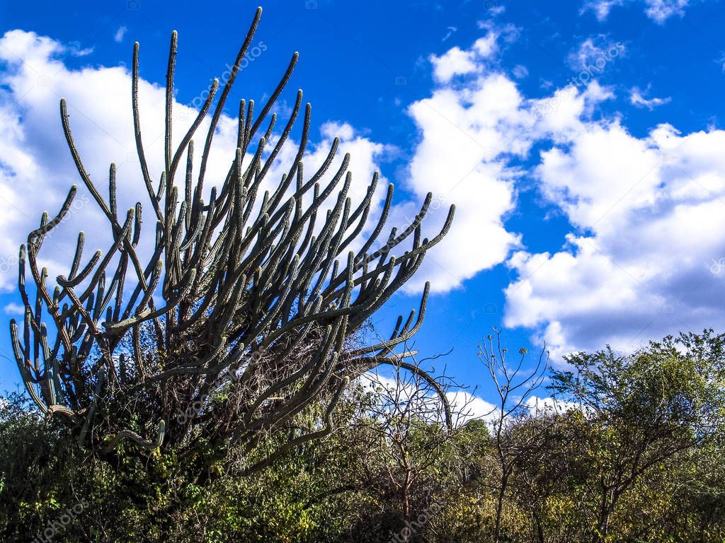 Mandacaru cactus in the middle of the caatinga vegetation, in northeastern Brazil