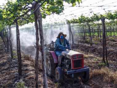 Petrolina, Pernambuco, Brezilya, 14 Temmuz 2006. Çiftçi onun traktör sürücüleri ve tarım ilaçları onun sulu üzüm plantasyon San Francisco Nehri vadisinde Petrolina, Pernambuco devlet, kuzeydoğu Brezilya için geçerlidir