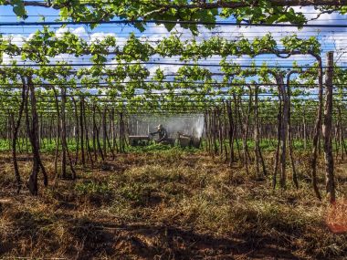 Petrolina, Pernambuco, Brezilya, 14 Temmuz 2006. Çiftçi onun traktör sürücüleri ve tarım ilaçları onun sulu üzüm plantasyon San Francisco Nehri vadisinde Petrolina, Pernambuco devlet, kuzeydoğu Brezilya için geçerlidir