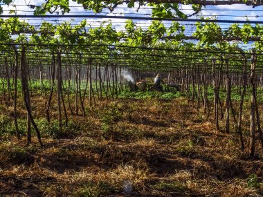 Petrolina, Pernambuco, Brezilya, 14 Temmuz 2006. Çiftçi onun traktör sürücüleri ve tarım ilaçları onun sulu üzüm plantasyon San Francisco Nehri vadisinde Petrolina, Pernambuco devlet, kuzeydoğu Brezilya için geçerlidir