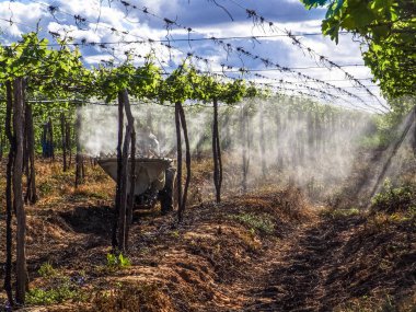 Petrolina, Pernambuco, Brezilya, 14 Temmuz 2006. Çiftçi onun traktör sürücüleri ve tarım ilaçları onun sulu üzüm plantasyon San Francisco Nehri vadisinde Petrolina, Pernambuco devlet, kuzeydoğu Brezilya için geçerlidir