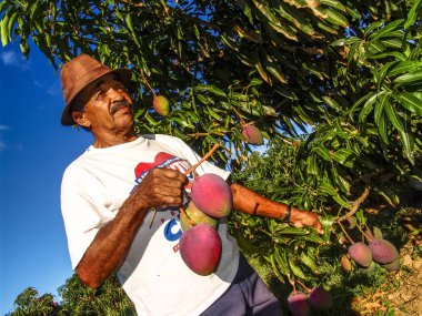 Petrolina, Pernambuco, Brezilya, 14 Temmuz 2006. Mango meyve bahçesinde çok Francisco vadisinde, Petrolina, Pernambuco devlet sulu tarım çiftçi