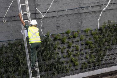Sao Paulo, Sp, Brezilya, 08 Nisan 2017. İşçiler, Sao Paulo'nun güneyindeki 23 de Maio Bulvarı'na dikey bahçe kuruyorlar. Bitkiler Sao Paulo Antiga, Eduardo Kobra, bu yönetim belediye başkanı Joao Doria silindi grafit yerine.