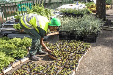 Sao Paulo, Sp, Brezilya, 08 Nisan 2017. İşçiler dikey Bahçe 23 de Maio Avenue, güneyde Sao Paulo yüklemiş olursunuz. Bitkiler Eduardo Kobra, bu yönetimi Başkan Joao Doria silindi, Sao Paulo Antiga grafit değiştirin. ,