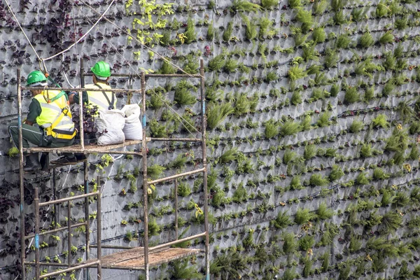 Sao Paulo Brasilien April 2017 Arbetstagare Installerar Den Vertikala Trädgården — Stockfoto