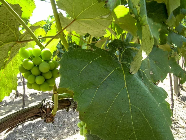 Vita Druvor Hängande Från Lummiga Gröna Vinstockar Med Vingård Bakgrund — Stockfoto