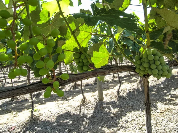 Uvas Brancas Penduradas Videira Verdejante Com Fundo Vinha Brasil — Fotografia de Stock