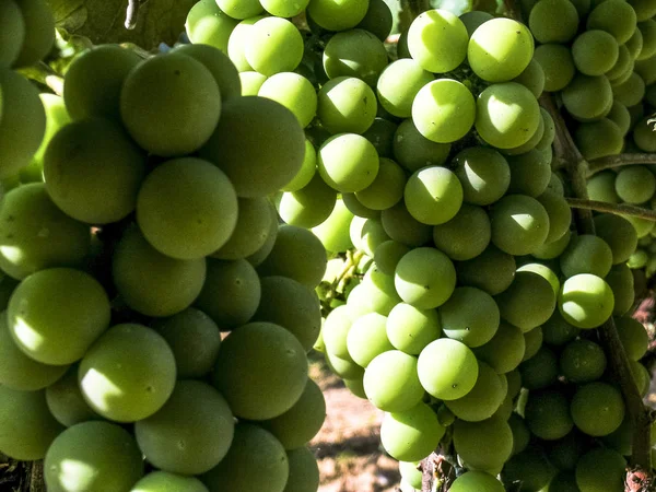 Vita Druvor Hängande Från Lummiga Gröna Vinstockar Med Vingård Bakgrund — Stockfoto