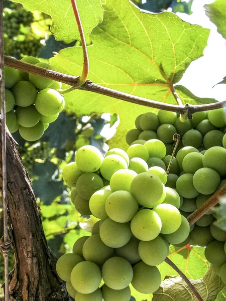 Vita Druvor Hängande Från Lummiga Gröna Vinstockar Med Vingård Bakgrund — Stockfoto