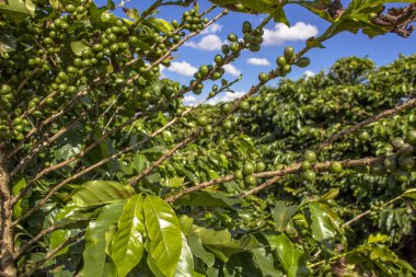 Yeşil kahve alan durumda Parana, Brezilya