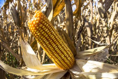 BRASIL, ROLNDIA, PR. 28/02/2013. MILHO. Plantao de milho, no municpio de Rolndia, PR.  Corn cob on field in Parana state