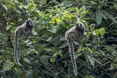 Small monkey popularly known as White-Tailed Sagittarius, Callithrix jacchus, in an area of Atlantic Forest in the neighborhood of Intrerlagos,  south of Sao Paulo clipart