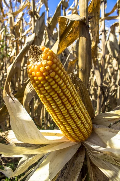 Brasil Rolndia 2013 Milho Plantao Milho Municpio Rolndia Corn Cob — Φωτογραφία Αρχείου