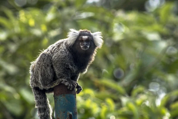 Pequeño Mono Popularmente Conocido Como Sagitario Cola Blanca Callithrix Jacchus — Foto de Stock