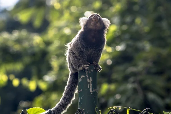 在圣保罗以南Intrerlagos附近的大西洋森林里 一只名叫Callithrix Jacchus的小猴子被广泛称为白尾猴 — 图库照片