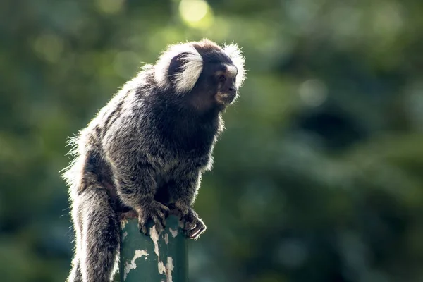 Pequeno Macaco Popularmente Conhecido Como White Tail Sagittarius Callithrix Jacchus — Fotografia de Stock