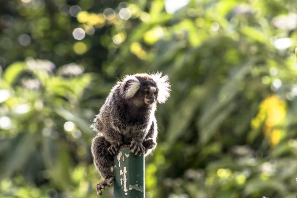 Pequeño Mono Popularmente Conocido Como Sagitario Cola Blanca Callithrix Jacchus — Foto de Stock