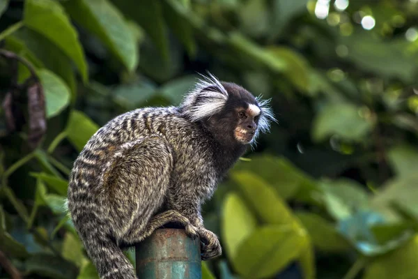 Pequeño Mono Popularmente Conocido Como Sagitario Cola Blanca Callithrix Jacchus — Foto de Stock