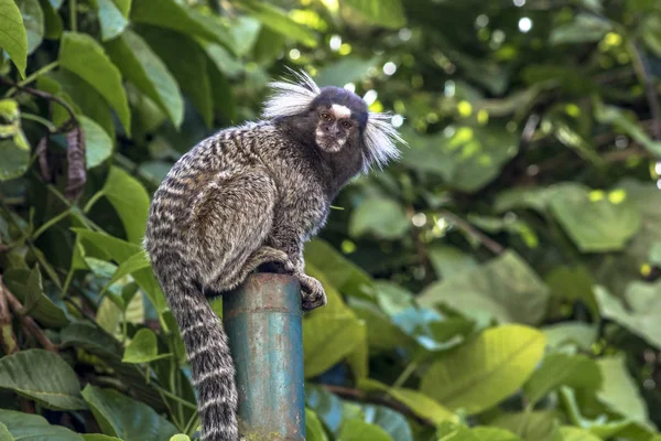 Pequeno Macaco Popularmente Conhecido Como White Tail Sagittarius Callithrix Jacchus — Fotografia de Stock